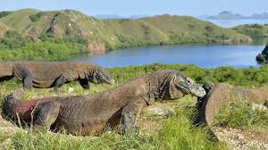 Pulau Komodo dan Keajaiban Faunanya