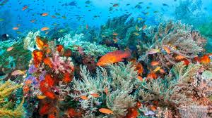 Raja Ampat: Surga Bawah Laut